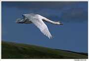 Mute-Swan-flight-5